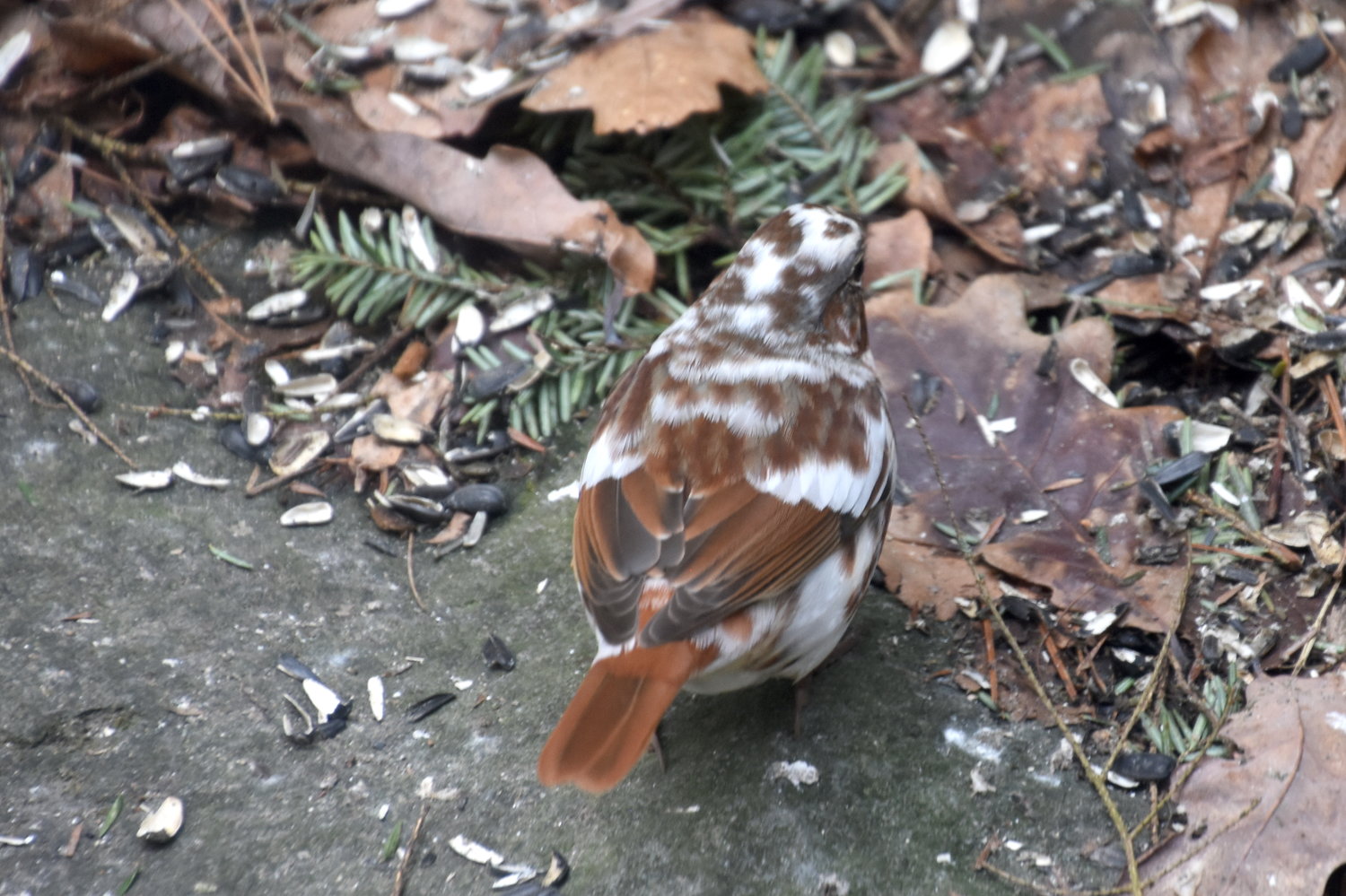 Views of the piebald leucistic fox sparrow from behind and from the left side.